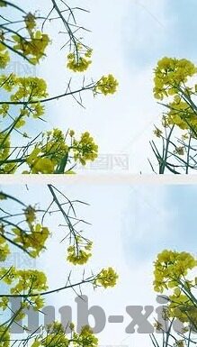 麻豆视传媒短视频网站-新媒体前沿,麻豆视传媒短视频网站的崛起与影响